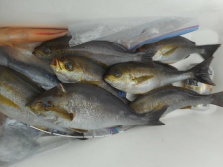 大進丸（愛知） 釣果