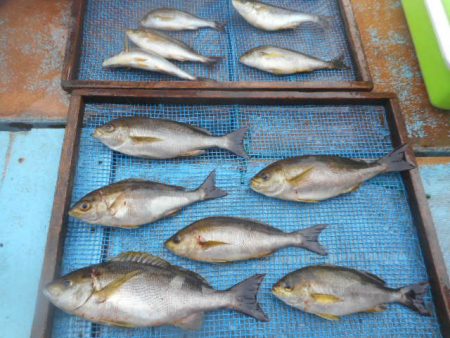 大進丸（愛知） 釣果