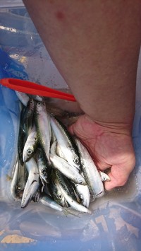 和歌山マリーナシティ釣り公園 釣果