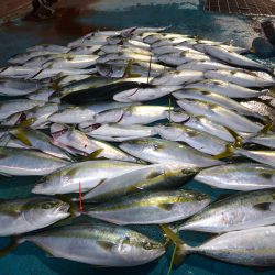 アジアマリンサービス 釣果