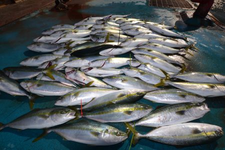 アジアマリンサービス 釣果