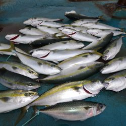 アジアマリンサービス 釣果