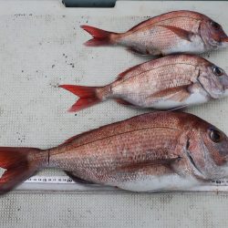 はらまる 釣果