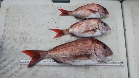 はらまる 釣果