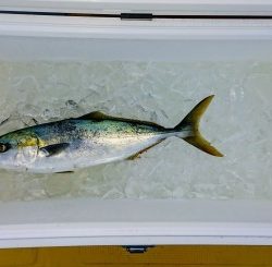 火遠理丸（ほおりまる） 釣果