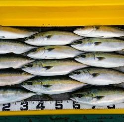 火遠理丸（ほおりまる） 釣果