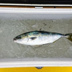 火遠理丸（ほおりまる） 釣果