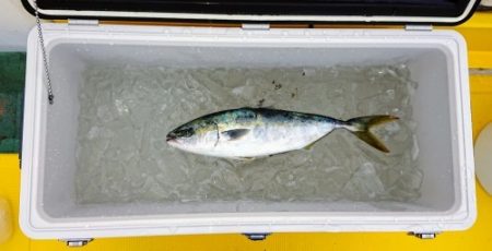 火遠理丸（ほおりまる） 釣果