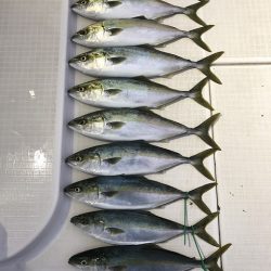 剣 釣果