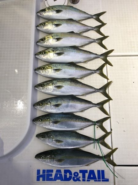 剣 釣果