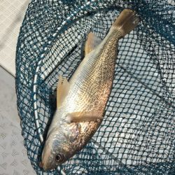 ミタチ丸 釣果