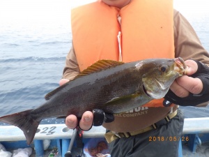 石川丸 釣果