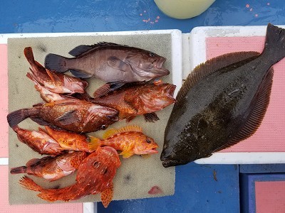 しまや丸 釣果