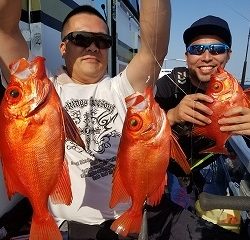 しまや丸 釣果