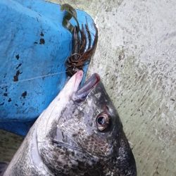 さわ浦丸 釣果