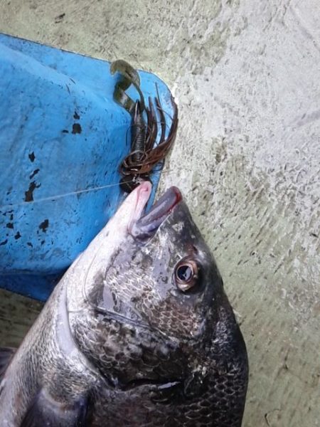 さわ浦丸 釣果