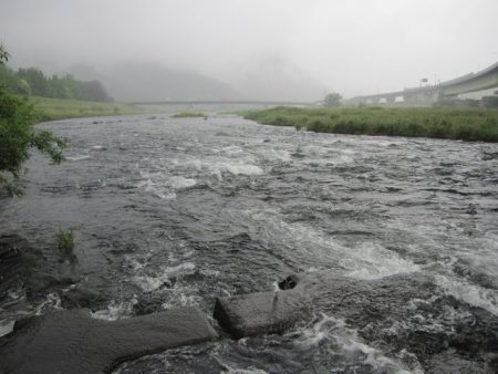 狩野川（狩野川漁業協同組合） 釣果