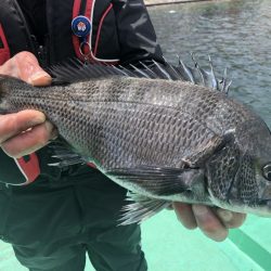 由良渡船 釣果