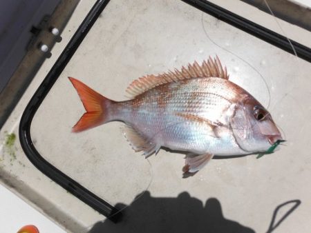 開進丸 釣果