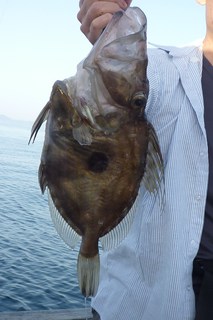 松福丸 釣果