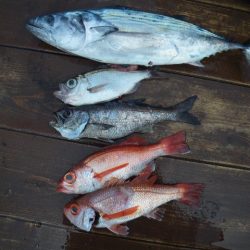 小海途 釣果