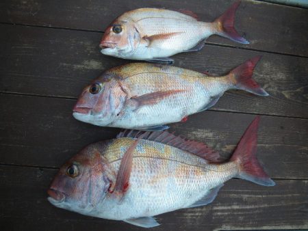 小海途 釣果