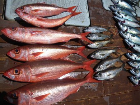 小海途 釣果