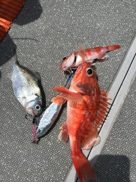 へいみつ丸 釣果