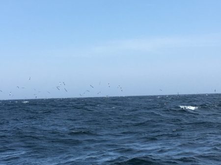 松鶴丸 釣果