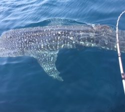 小倉丸 釣果