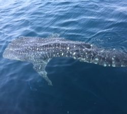 小倉丸 釣果