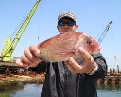 魚英 釣果