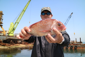 魚英 釣果