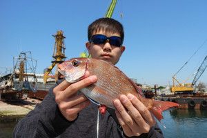 魚英 釣果