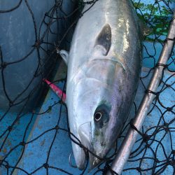 松鶴丸 釣果