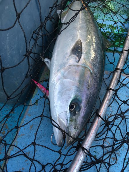 松鶴丸 釣果