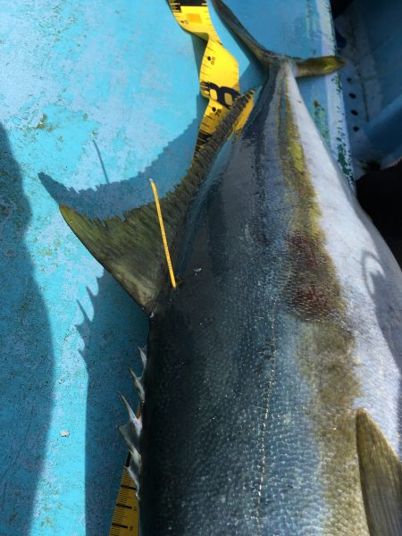 松鶴丸 釣果