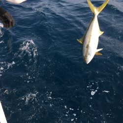 松鶴丸 釣果