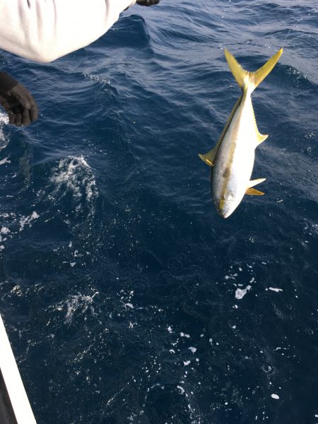 松鶴丸 釣果