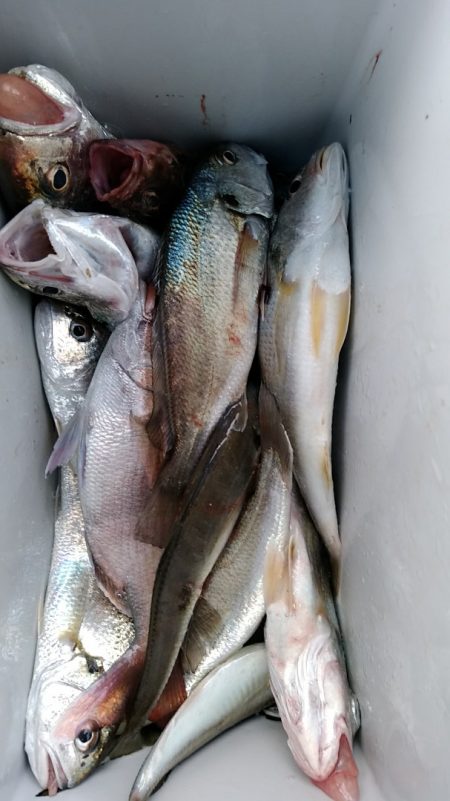 小島丸 釣果