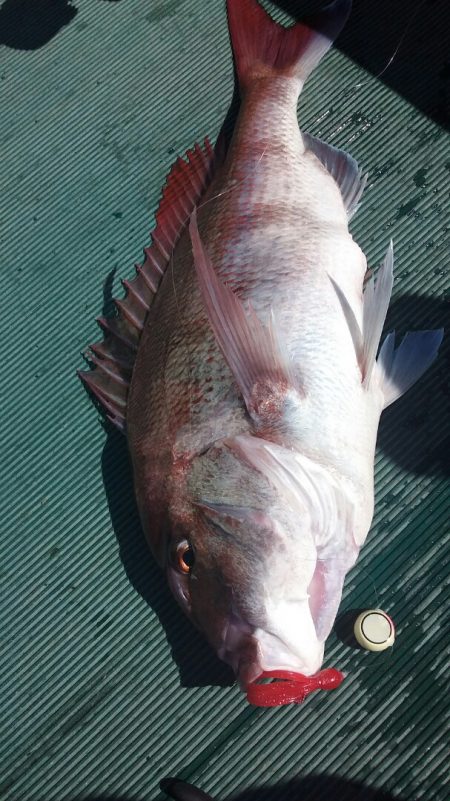 鷹王丸 釣果