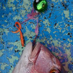 だて丸 釣果