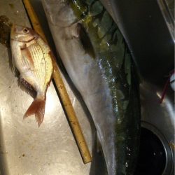 じゅん栄丸 釣果