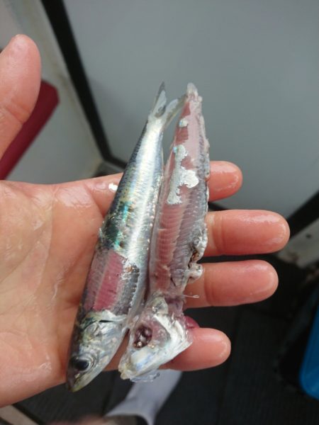 ありもと丸 釣果