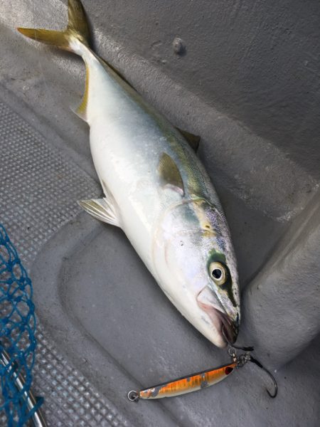 渡船屋たにぐち 釣果