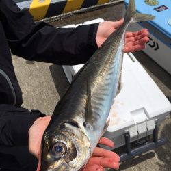 エヌスタイル 釣果