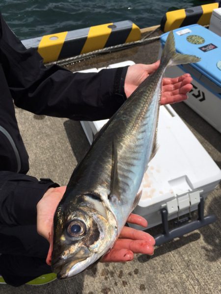 エヌスタイル 釣果