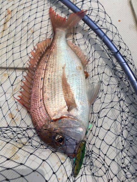 うさぎ丸 釣果