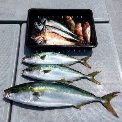 渡船屋たにぐち 釣果