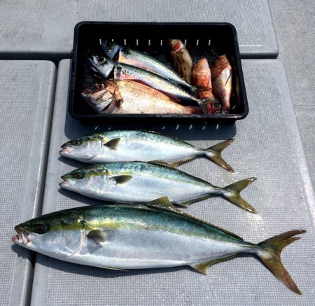 渡船屋たにぐち 釣果